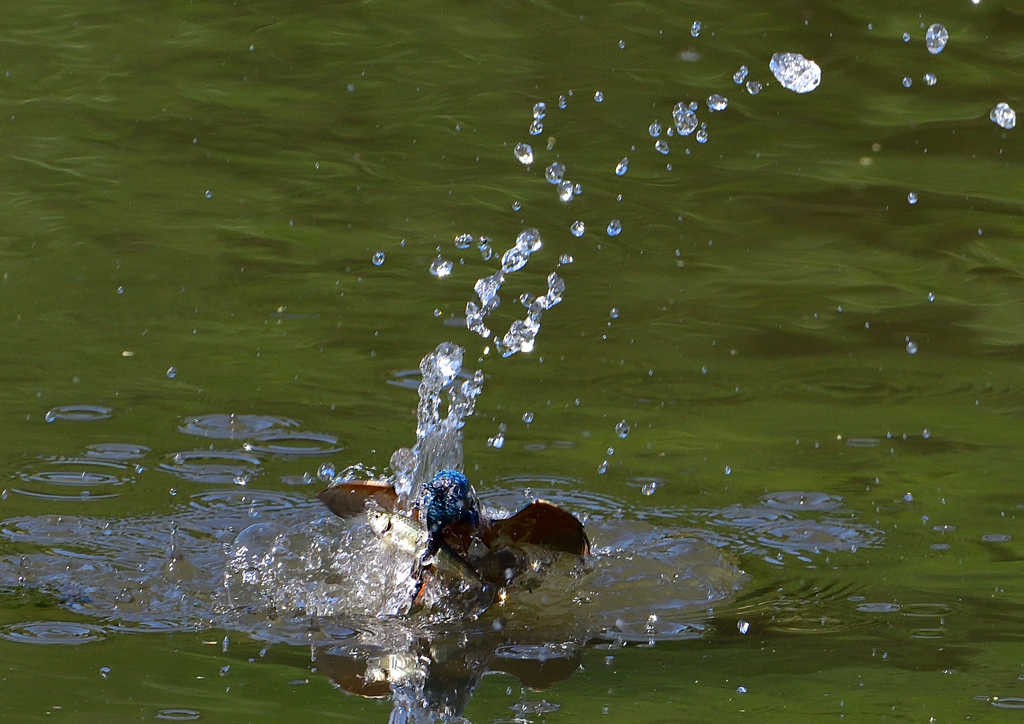 魚を・・・・・・　５/１１❸