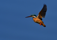 ホバリング　３/７❼