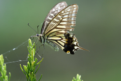 アゲハ蝶　６/２４