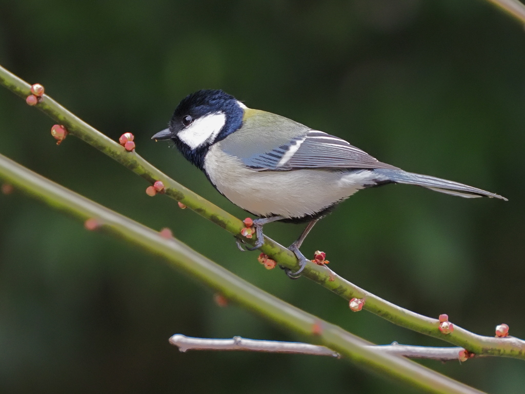 シジュウカラ　３/４