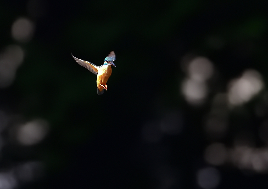 ホバ　５/１７❷