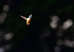 ホバ　５/１７❷