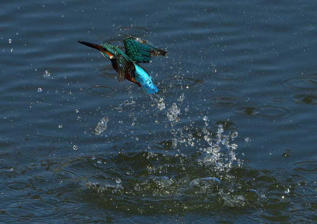 ダイブ　３/２３❼