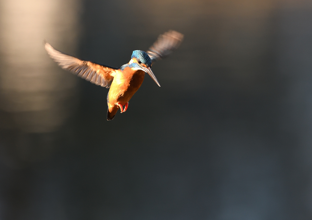 雄のホバリング❻