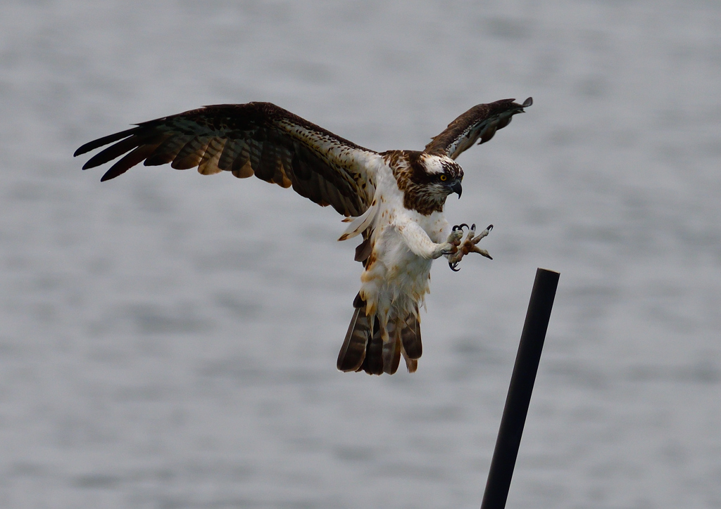 ミサゴ　１０/２０❷