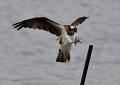 ミサゴ　１０/２０❷