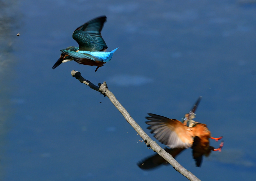 バトル　８/１❷