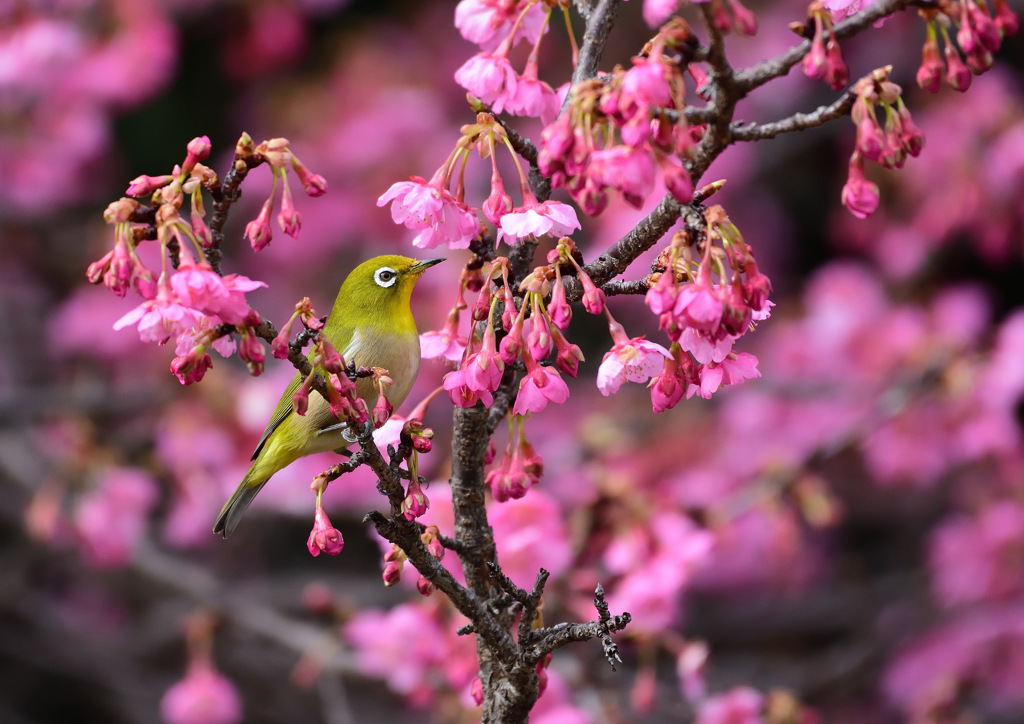 河津桜とメジロ　１/２５❹