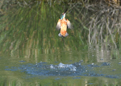 ダイブ　５/１０❷