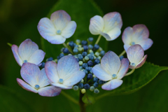 アジサイ　６/１７