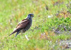 チョウゲンボウ　４/２❺