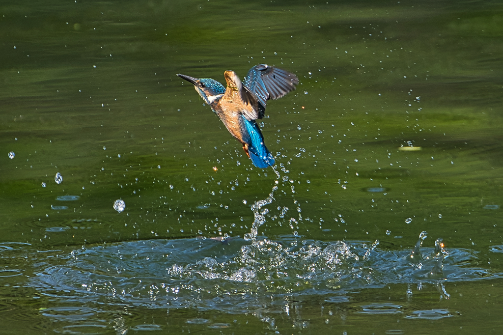 若鳥参上　６/１７❾