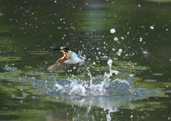 ダイブ　８/１３❺