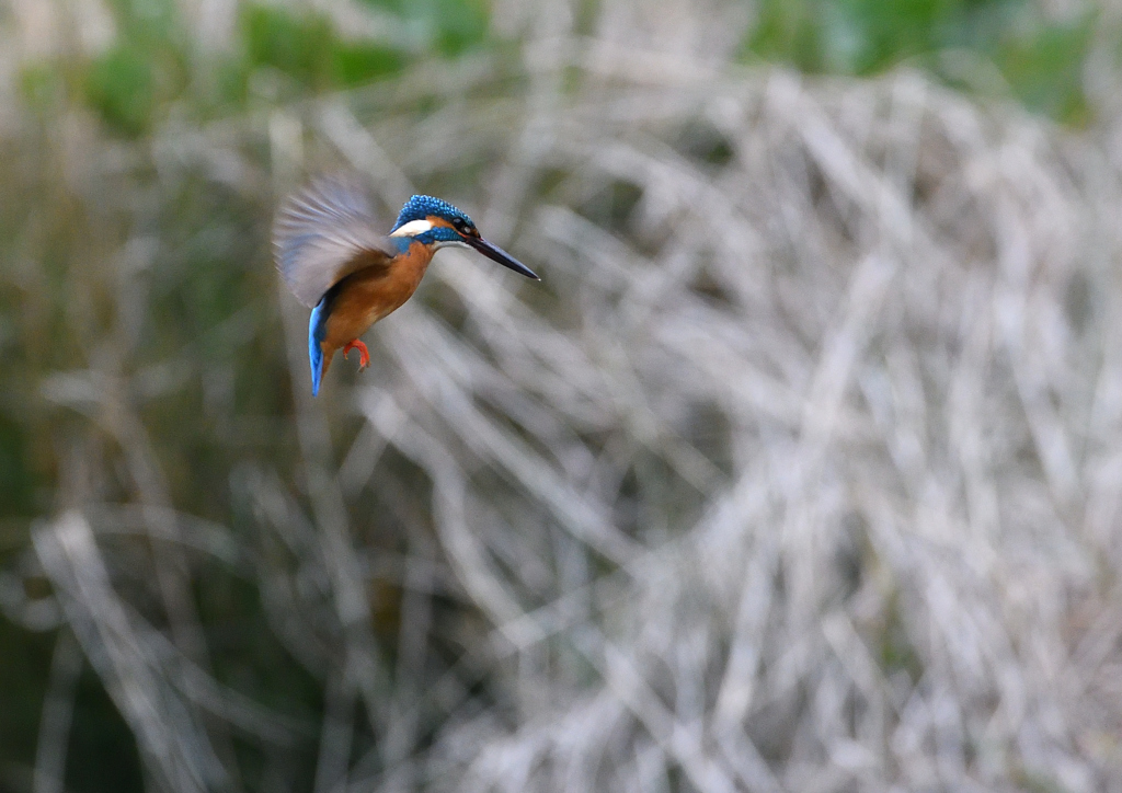 ホバ　４/１２❶