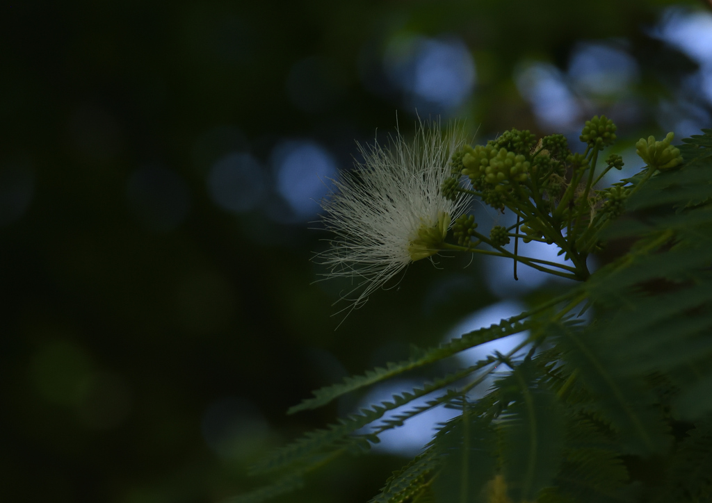 白花ネムノキ　６/１７❶