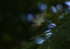 白花ネムノキ　６/１７❶