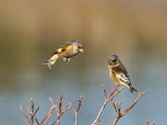 カワラヒワ　１２/２３❶