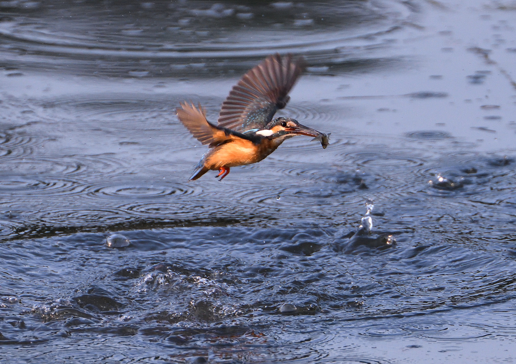 魚を・・・・　８/１❶