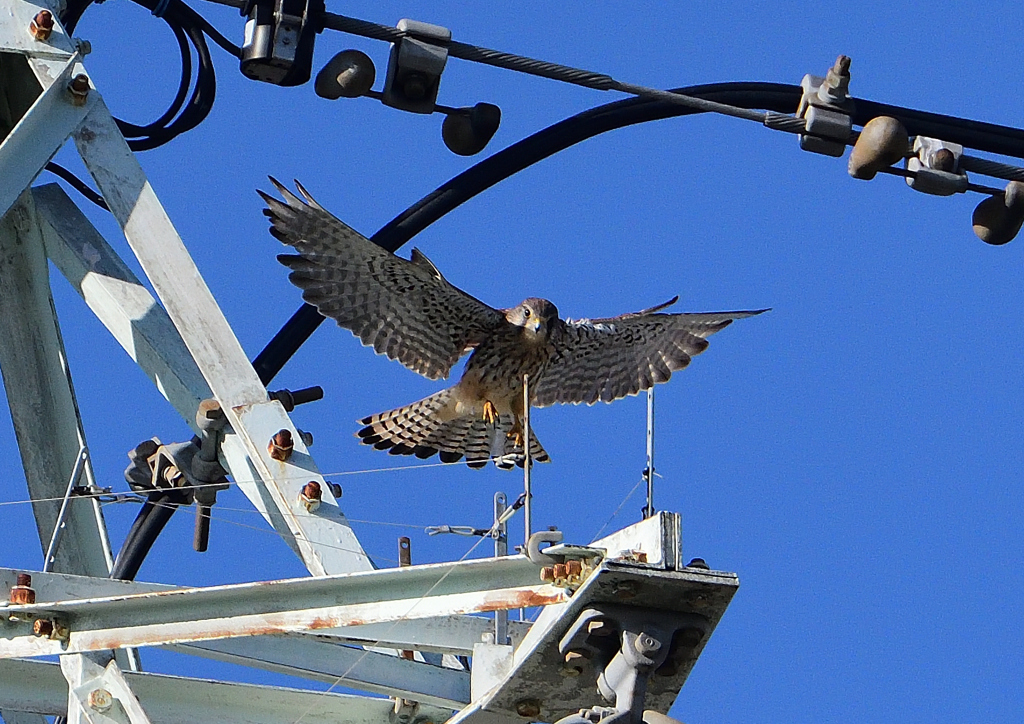 チョウゲンボ鉄塔に　９/２４