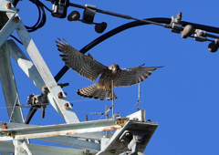 チョウゲンボ鉄塔に　９/２４