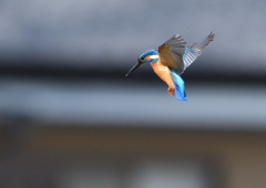 ホバリング　５/６❷