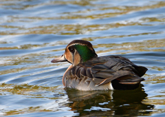 トモエガモ　１２/８❶
