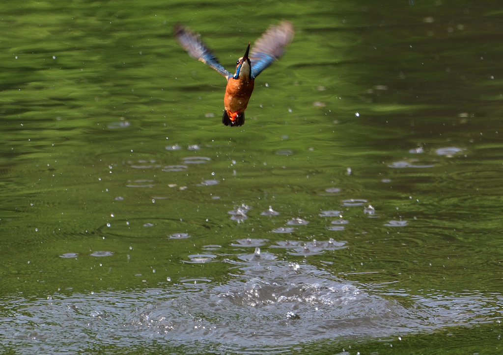 ダイブ　５/１２❼