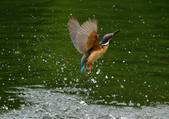 ダイブ　７/１２①