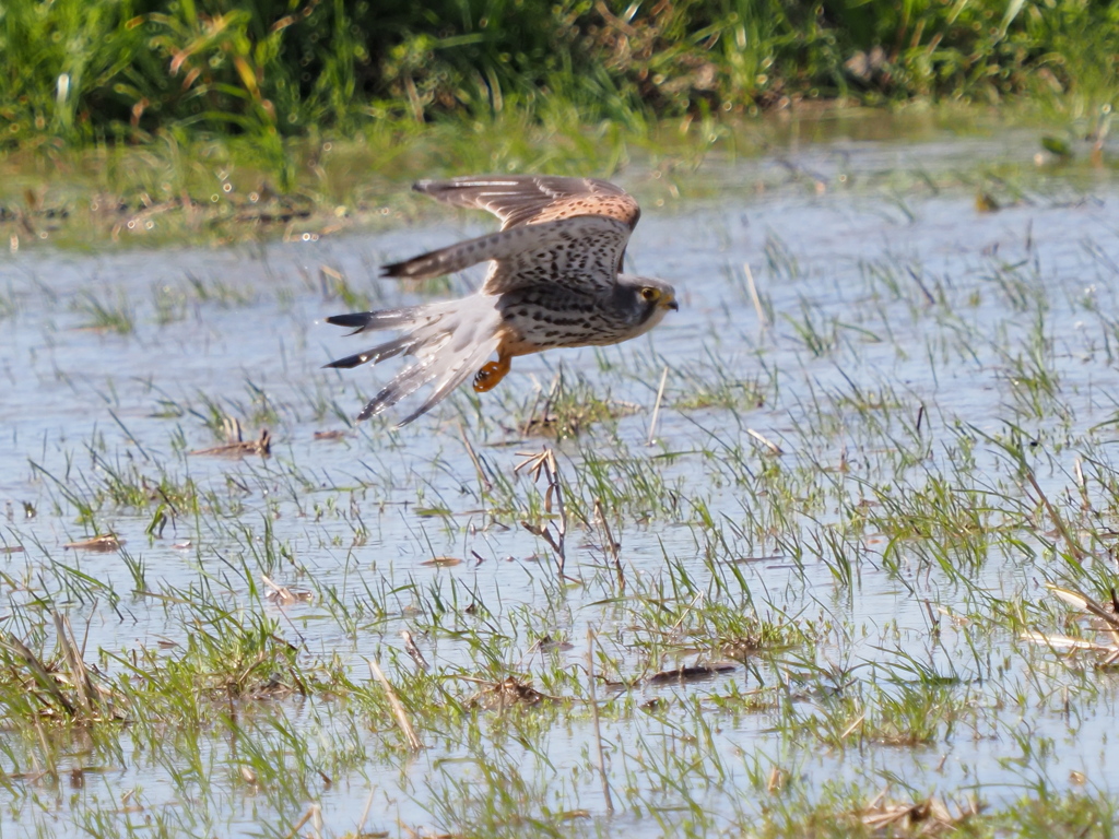 チョウゲンボウ　３/１４❸