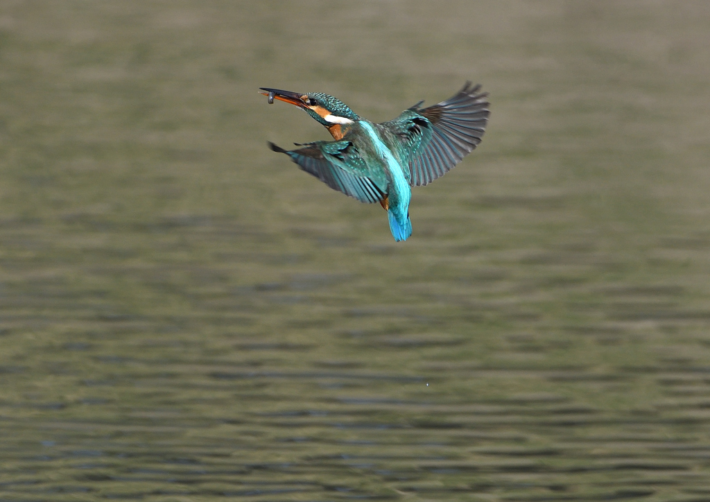 _190226_102120 DSC_2457