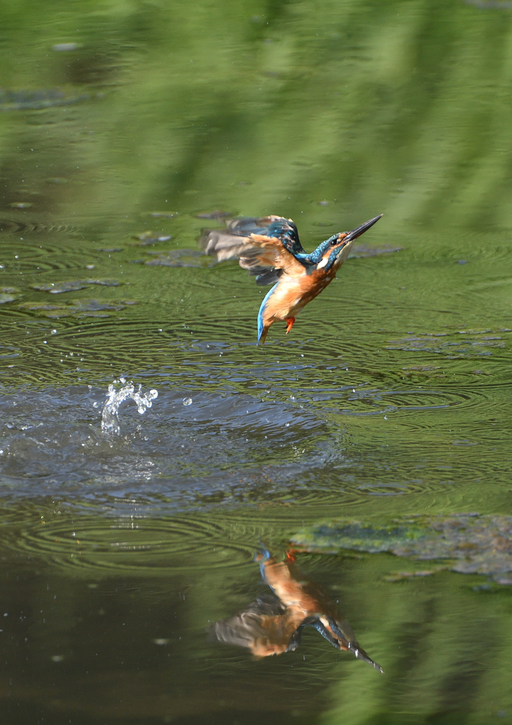 水浴び　９/３❽
