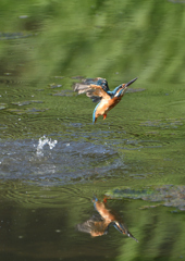 水浴び　９/３❽