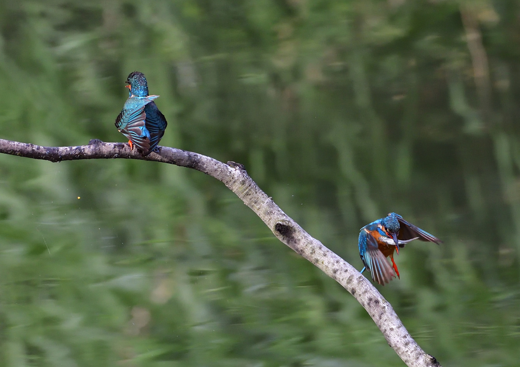 オスとメス　５/１７❷