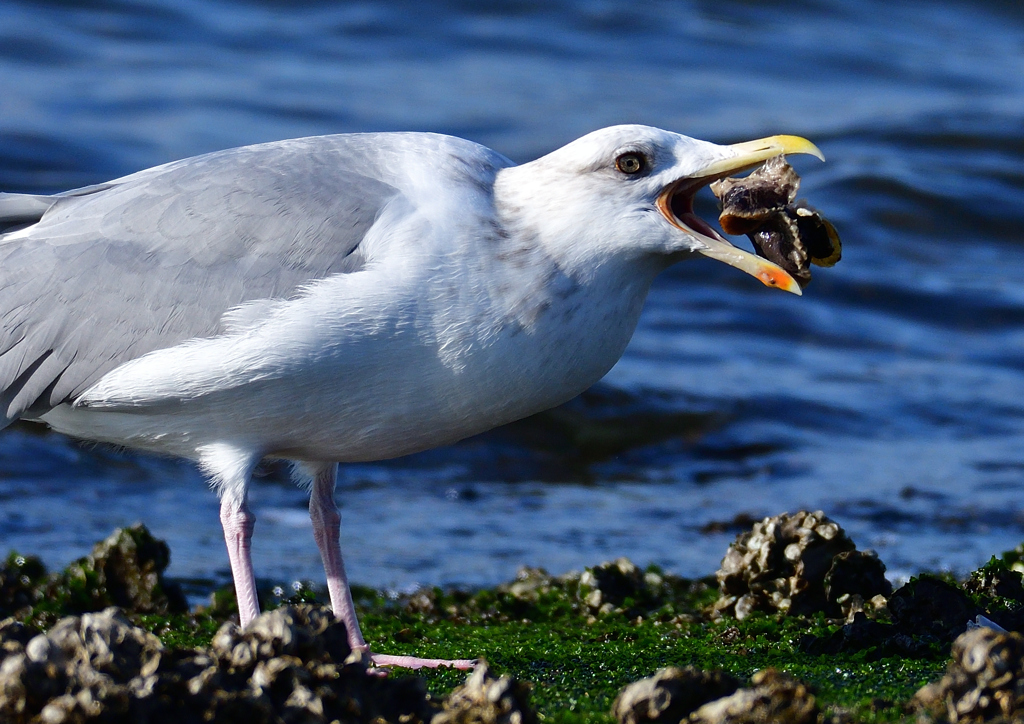 セグロカモメ　１/４❶