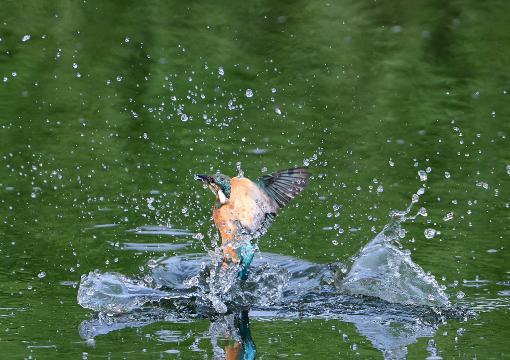 幼鳥、奮闘する　６/１４❽