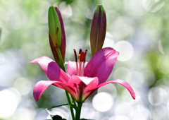 ゆり園　６/２０❽