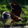 花鳥園　４/６➓