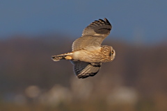 コミミズク　１/１０❷