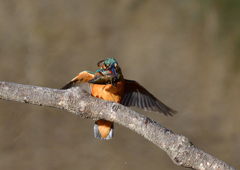 ザリガニを・・・・・・　１/２９❹