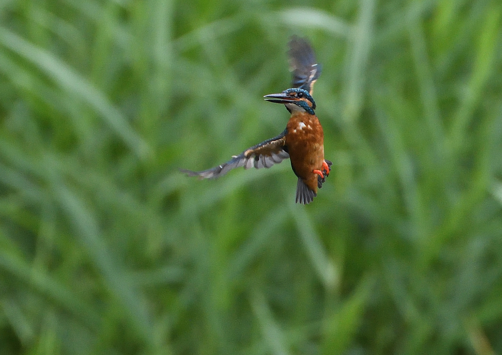 ホバ・・・・・❔　９/２２❸