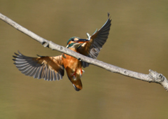 止まり木　１１/５　❷