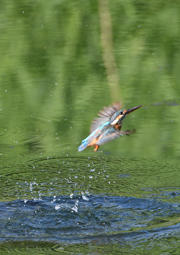 飛沫　８/２６❽