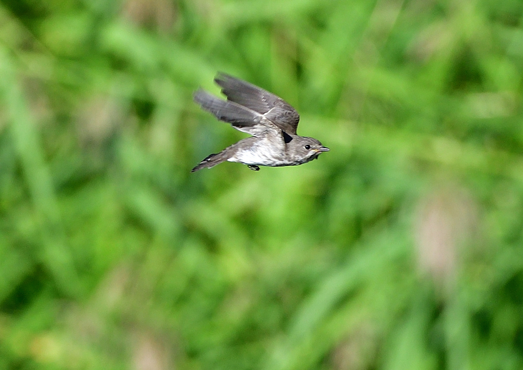 エゾビタキ　９/２８❷