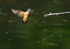 止まり木へ　８/７