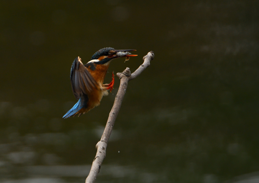 魚を・・・・　５/２０❷