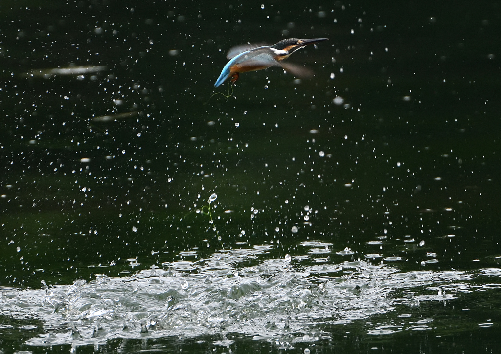 若鳥ダイブ　７/９❷