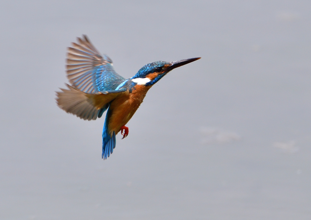 いつもの公園　５/２５❾
