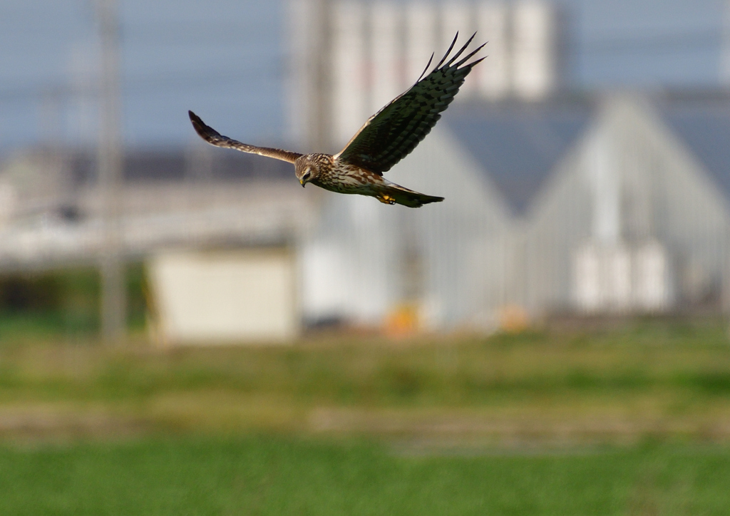 ハイイロチュウヒ（メス）３/１２❶