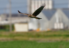 ハイイロチュウヒ（メス）３/１２❶
