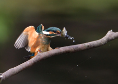 いつもの公園　若鳥６/１５❸
